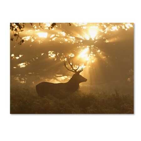 Trademark Fine Art Greg Morgan 'Ghost Of The Forest' Canvas Art, 18x24 1X00440-C1824GG